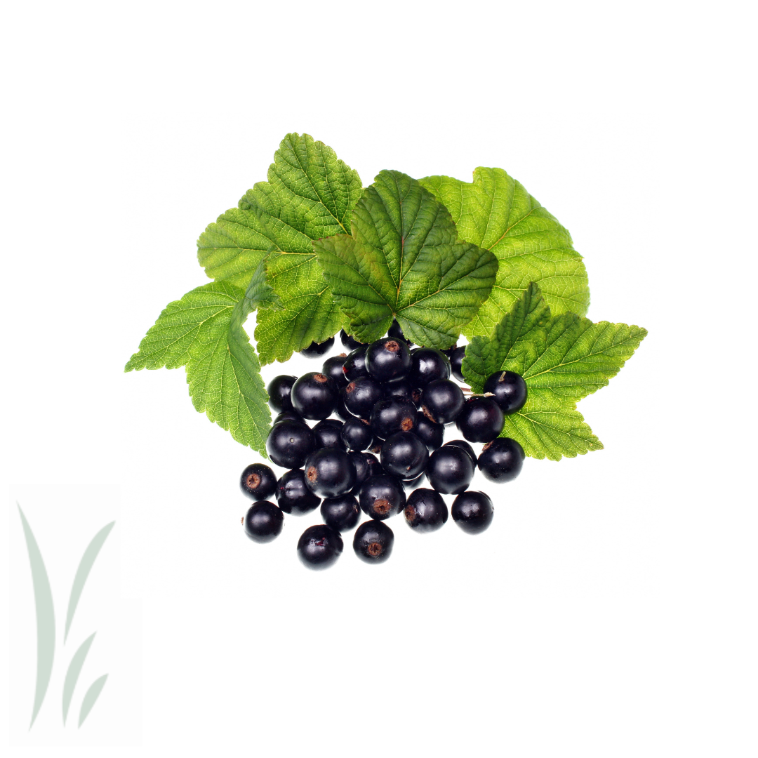 Wild Black Currants, Frozen / lb